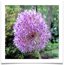James Leslie - Allium